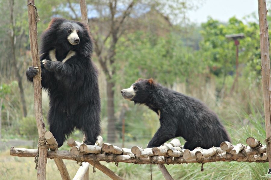 the "sloth bear" necessities of life!
