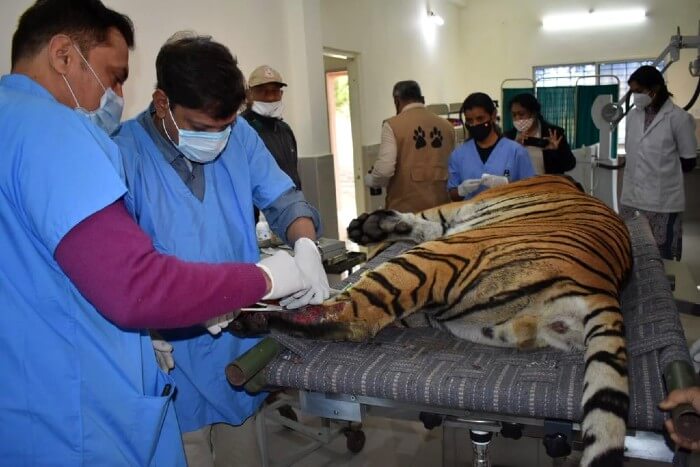Critically Wounded Tiger Receives Treatment In Bhopal Wildlife SOS