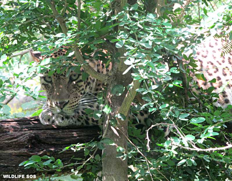 In Memoriam – Lali, The Leopard With The Striking Red Eyes - Wildlife SOS