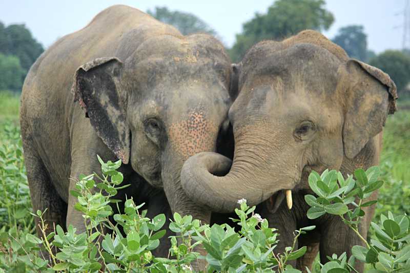 Everything You Need To Know About Musth Wildlife SOS