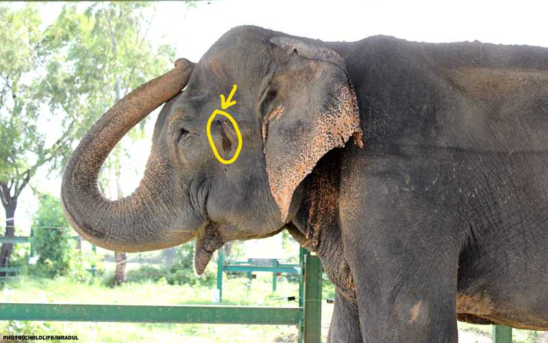 Elephant Has Sex With A Girl Telegraph