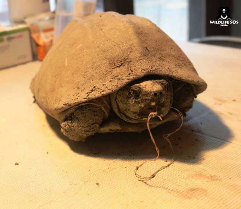 Shell Shocked Turtle Rescue