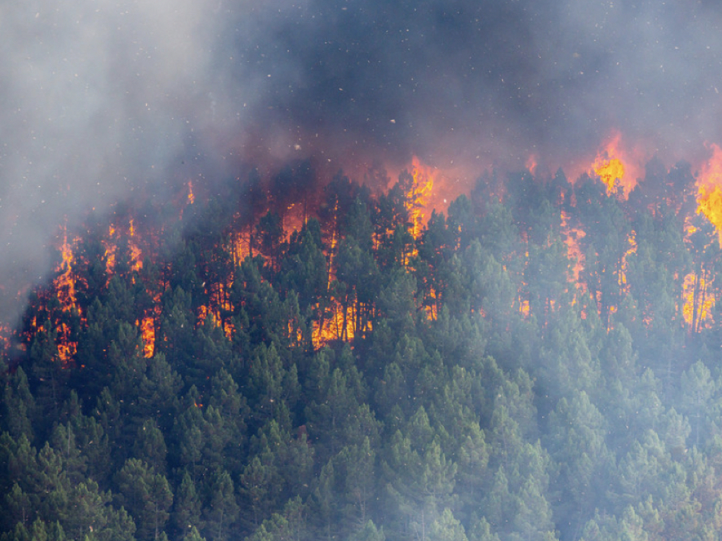 burned down forest