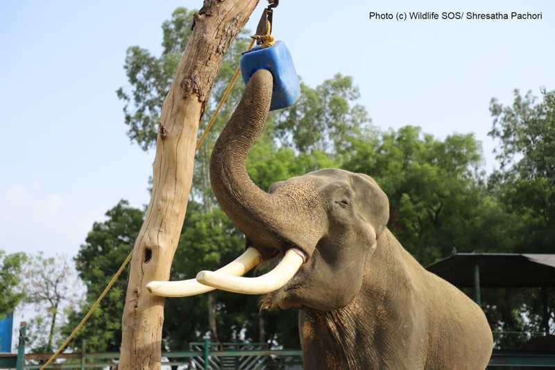 From Delhi:Sunrise Taj Mahal Tour With Elephant