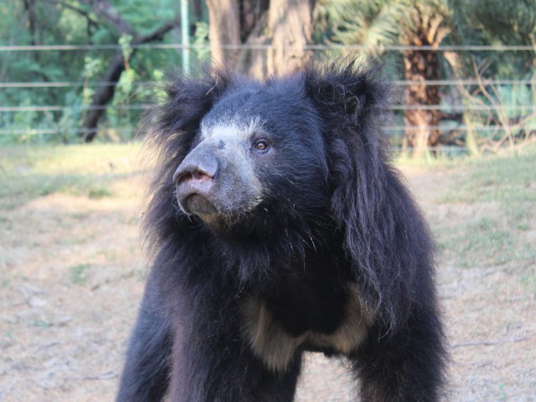 'Indomitable' Bear Of The Month: Bean - Wildlife SOS