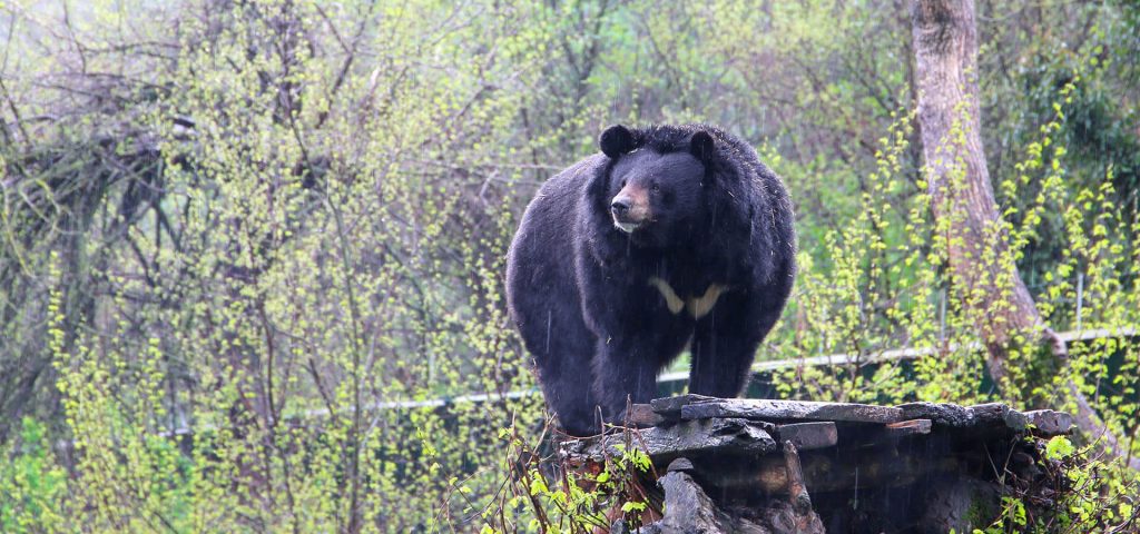 Human-Bear Conflict Mitigation - Wildlife SOS