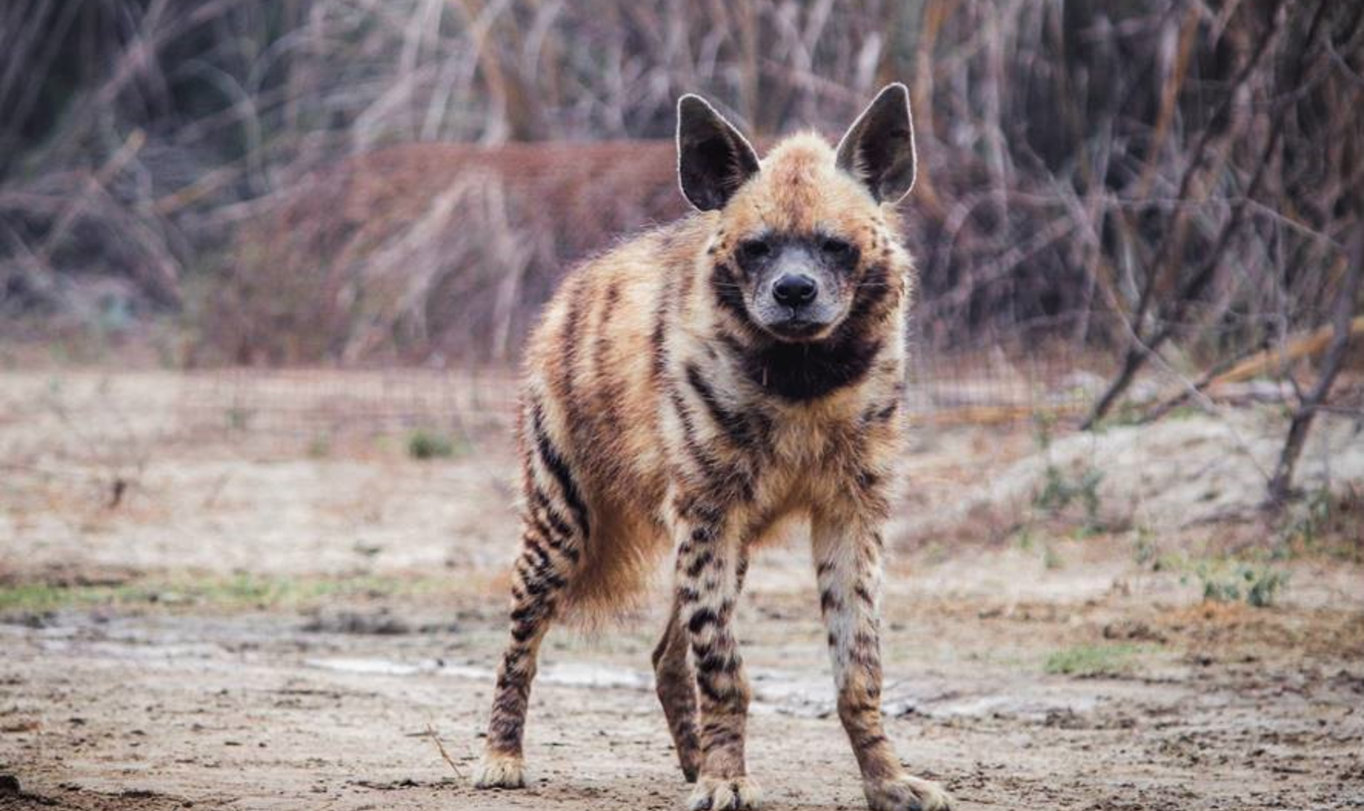 The Hyena Chronicles: Underdogs of the Wild! - Wildlife SOS