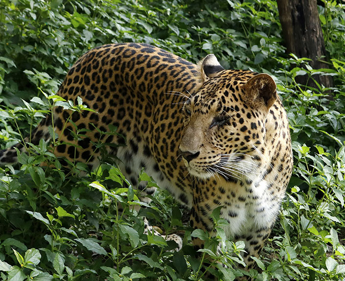 Leopards - Wildlife SOS