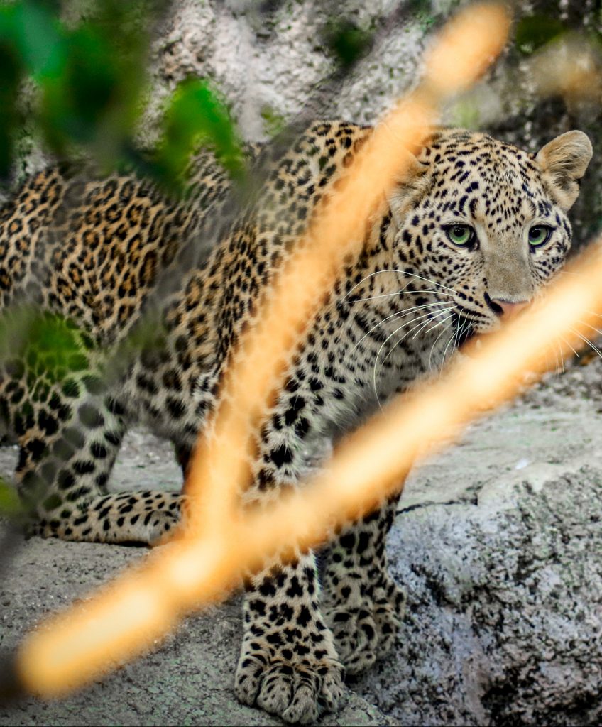 A Day At The Manikdoh Leopard Rescue Centre! - Wildlife SOS