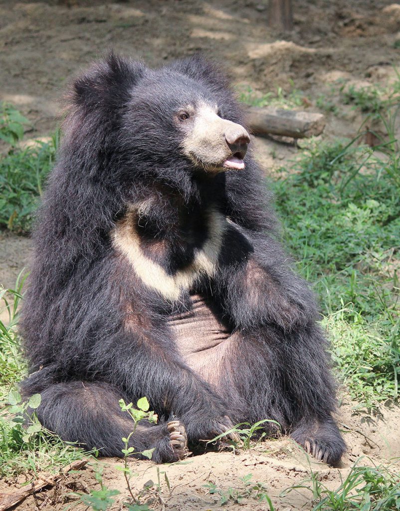 Get To Know Your Indian Bears! - Wildlife SOS