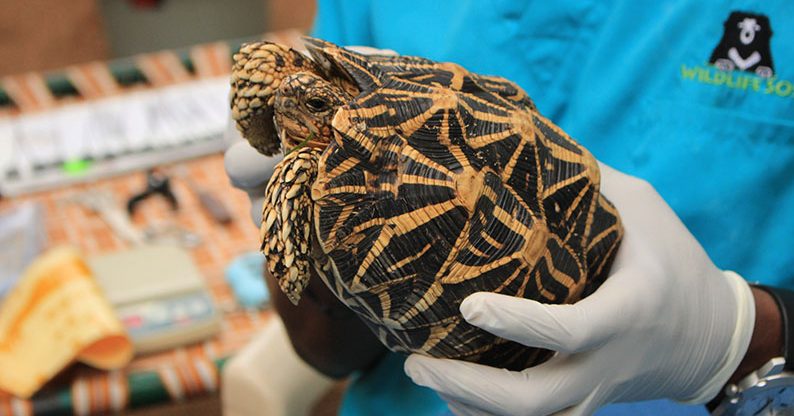 Star Tortoise Telemetry