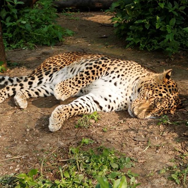 Leopard Fun Facts- I