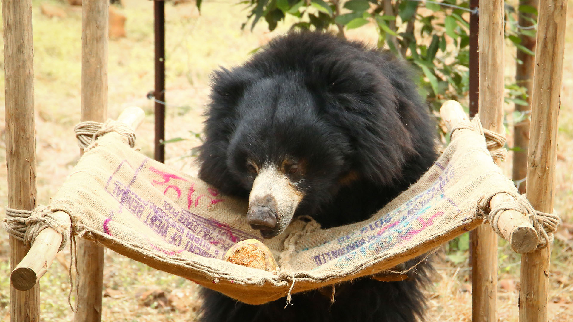 Van Vihar Bear Rescue Facility - Wildlife SOS