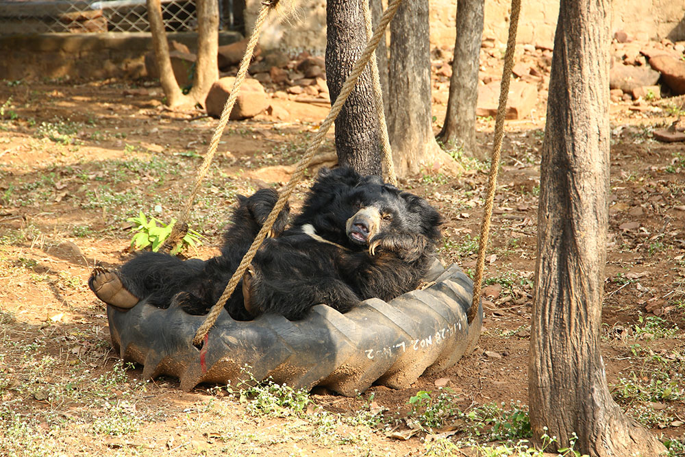 Van Vihar Bear Rescue Facility - Wildlife SOS