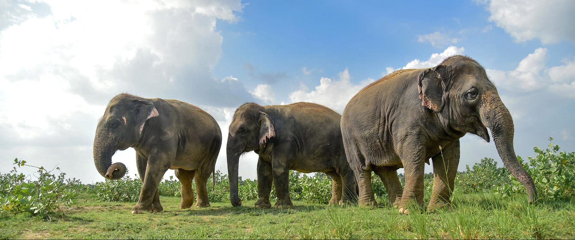 Elephants - Wildlife SOS