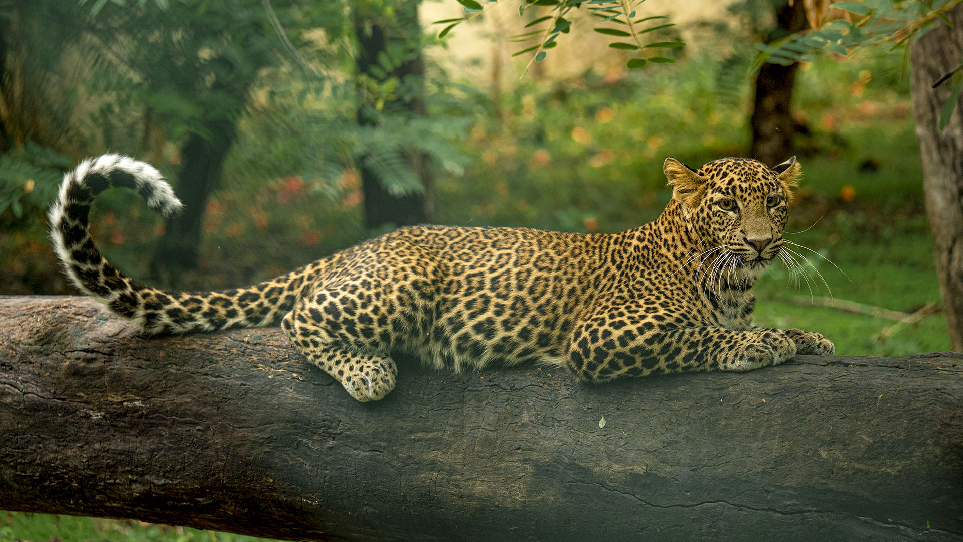 https://wildlifesos.org/wp-content/uploads/2020/03/home-leopard-july.jpg