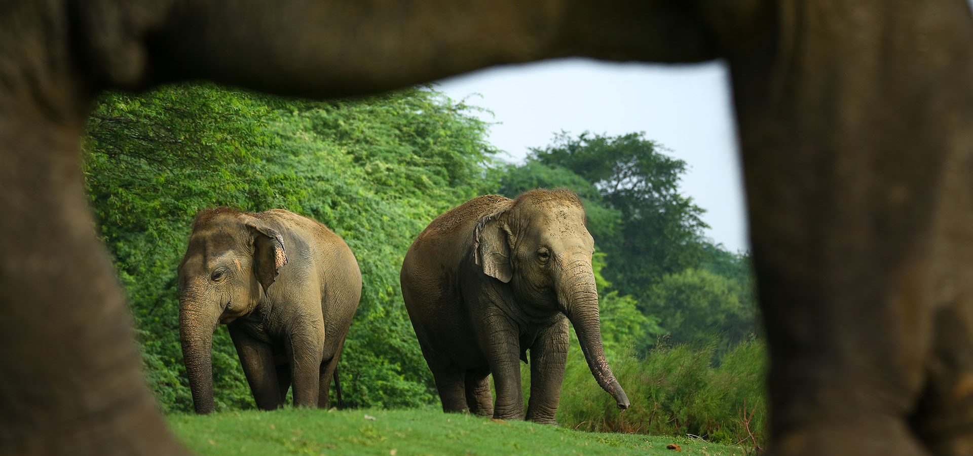Tales Of Elephants From Two Continents - Wildlife SOS