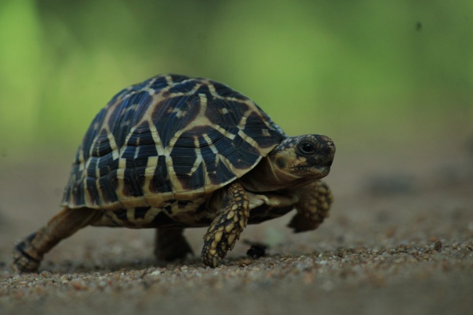 Star Tortoises Walk Free Once Again - Wildlife Sos