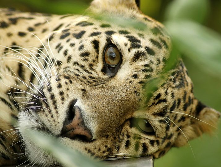 FACTS ABOUT LEOPARDS