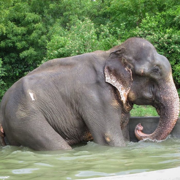 Raju's elephant journey with Wildlife SOS!