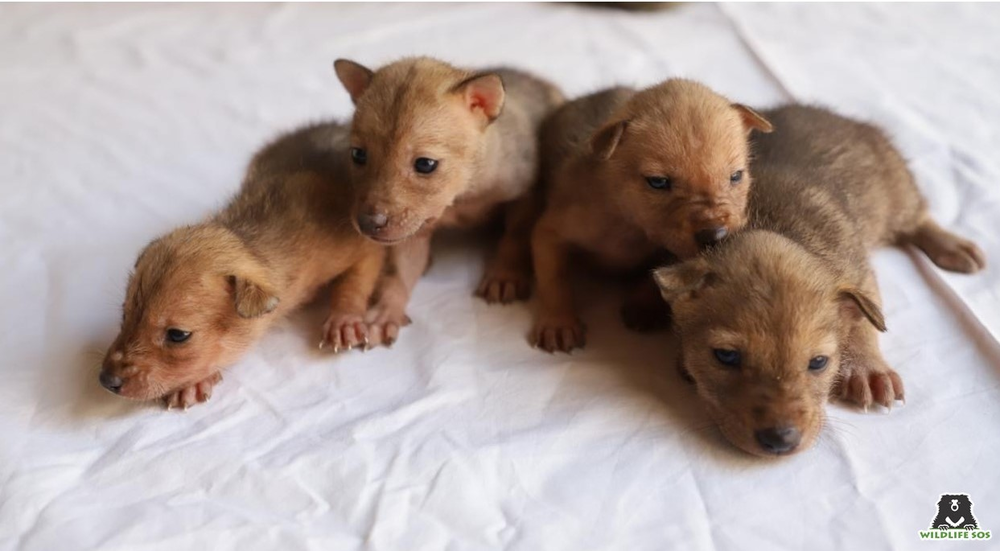 Golden Jackal Pups