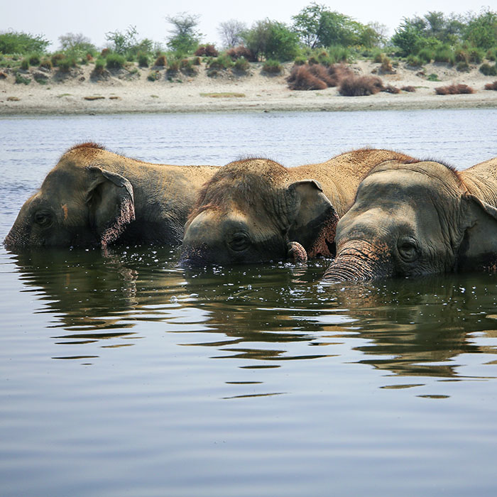 Elephants Enjoying a Riverside Soiree
