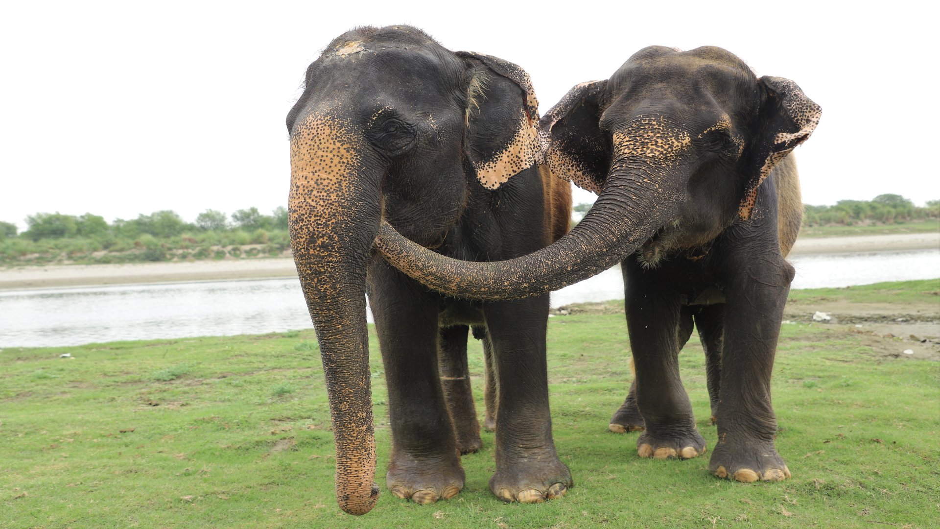 Elephants - Wildlife SOS