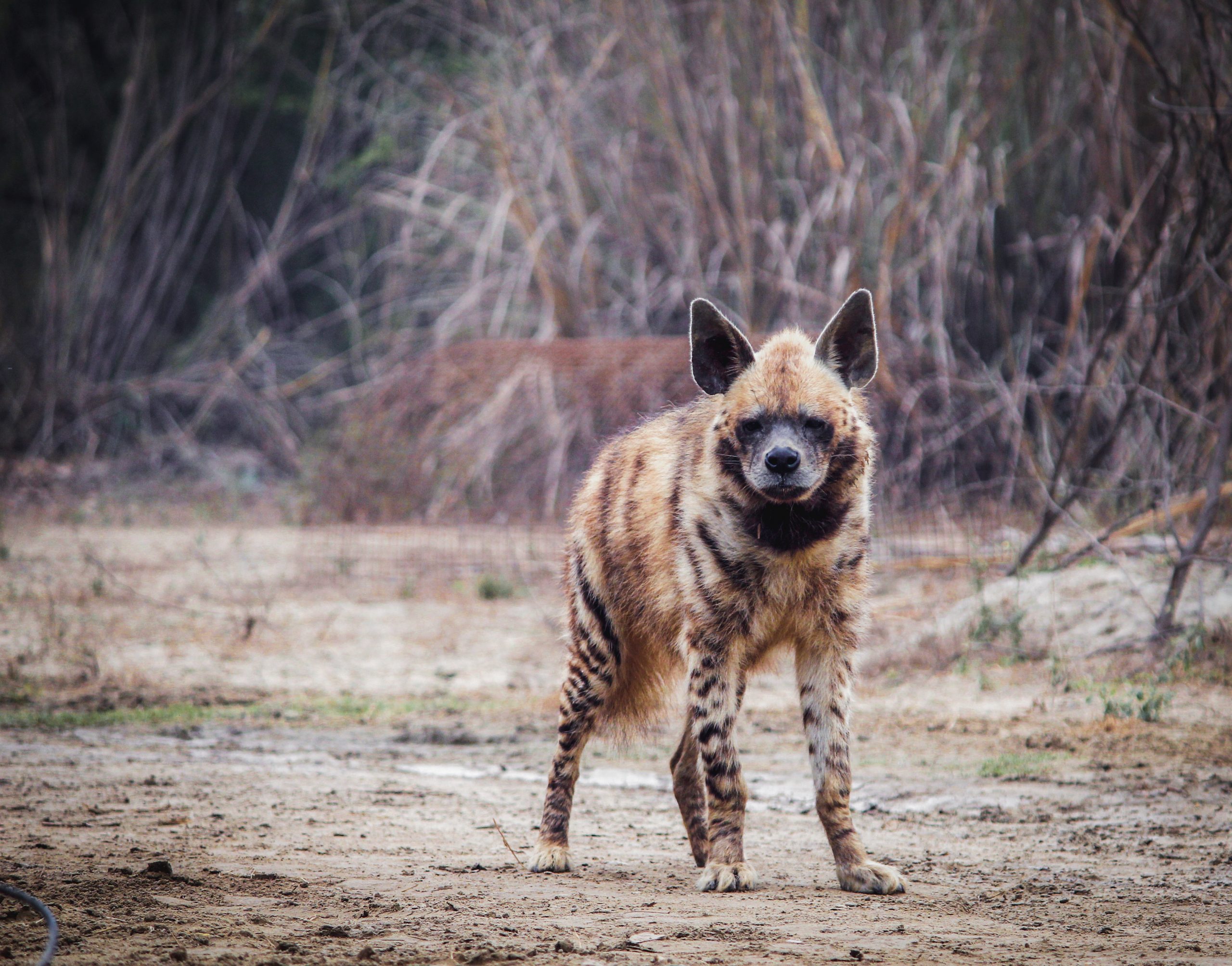 Striped Hyena, Victim of a Suspected Mob Attack, Rescued By Wildlife SOS -  Wildlife SOS