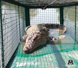 Five-feet Long Croc Rescued From Karjan Pond - Wildlife SOS