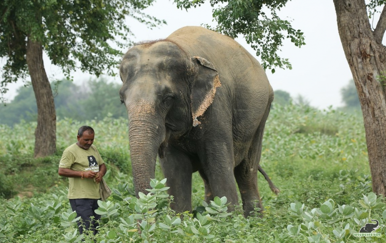 keeper-of-the-month-babu-lal-wildlife-sos