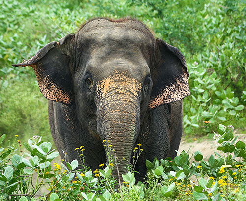 Ways To Recognise Different Elephants Under Our Care! - Wildlife SOS