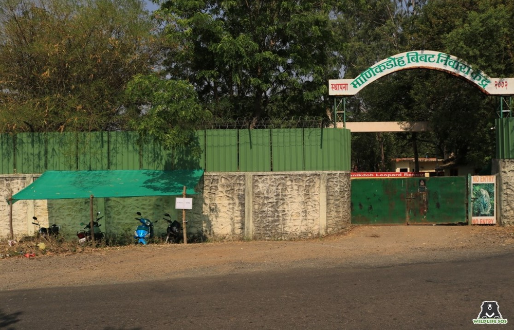 A Day At The Manikdoh Leopard Rescue Centre! - Wildlife SOS