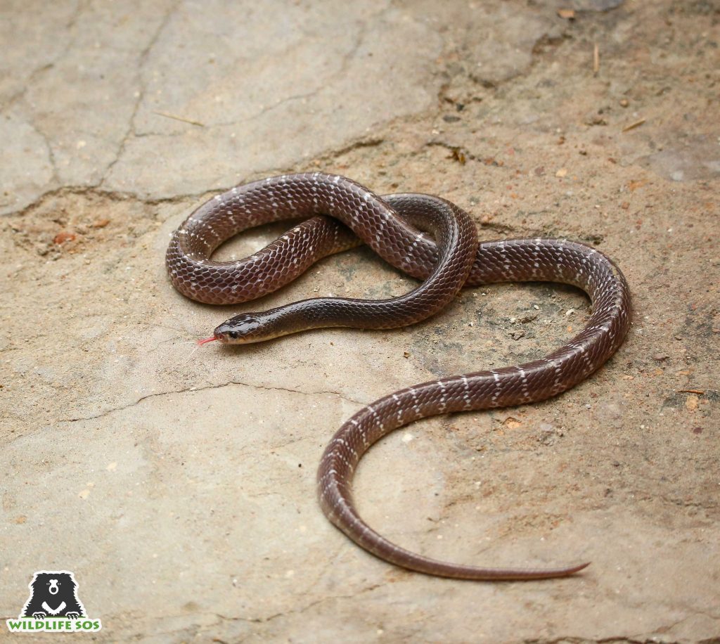 Decoding Snake Venoms Wildlife SOS   The Common Krait Is One Of The Four Most Venomous Snakes In India 1024x916 