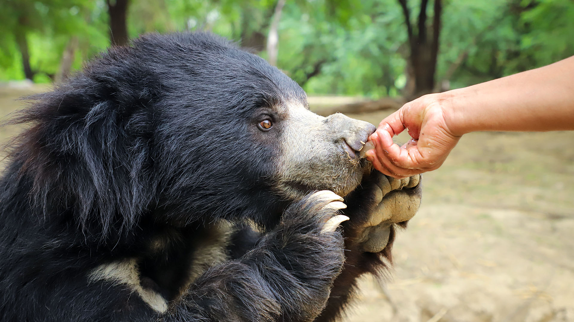 How Sloth Bears Got Their Name - Wildlife SOS