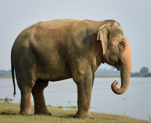 Introducing The Subspecies Of Asian Elephants - Wildlife SOS