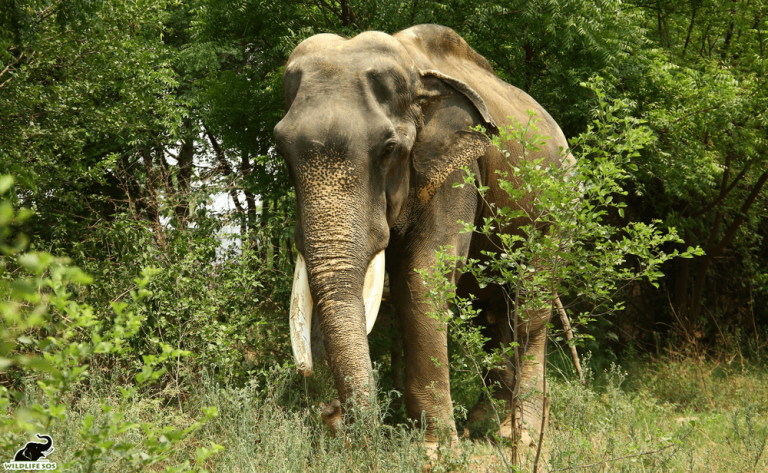 Gajraj celebrates 3 Years of Freedom at the Wildlife SOS Elephant ...