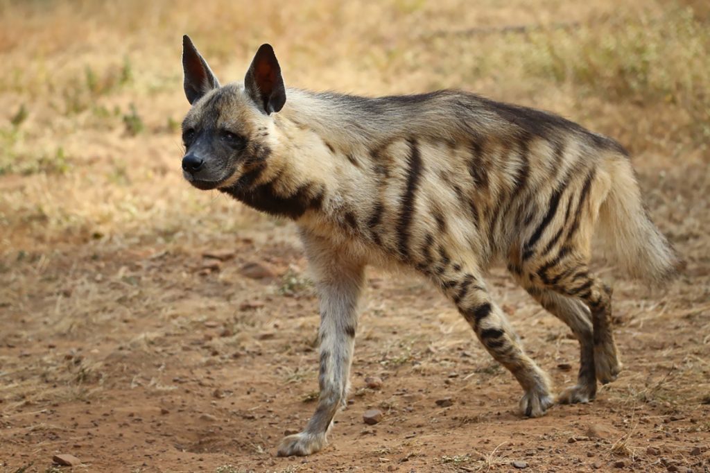 human hyena conflict Archives - Wildlife SOS