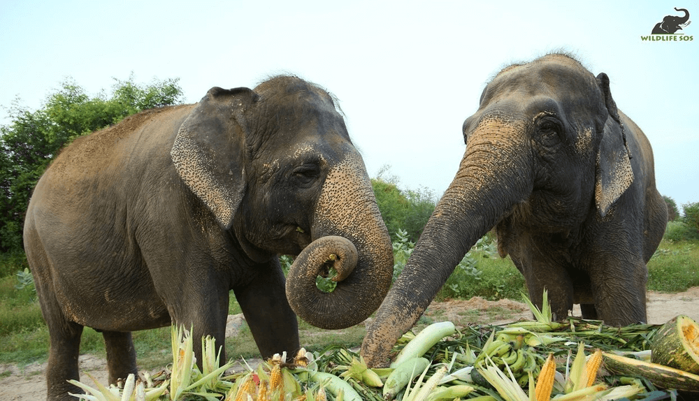 Images Of Elephants Eating