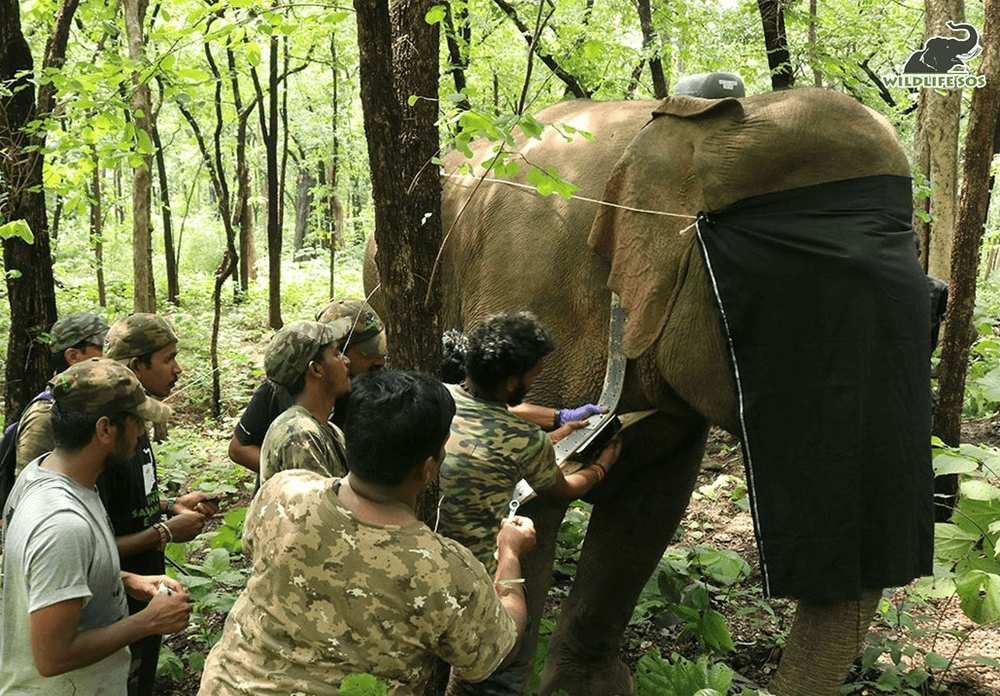 Radio-collaring of elephant matriarch Van Devi. [Photo (c) Wildlife SOS]