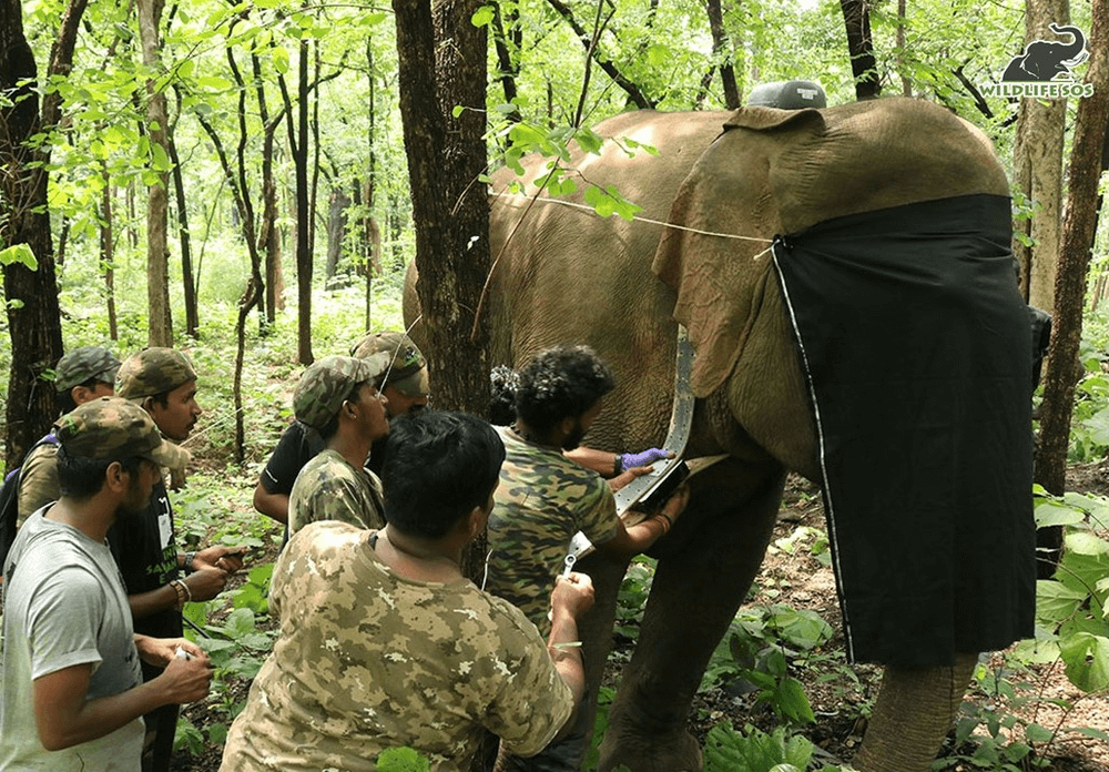 Wildlife SOS radio-collared Van Devi, the matriarch of a herd in Chhattisgarh 