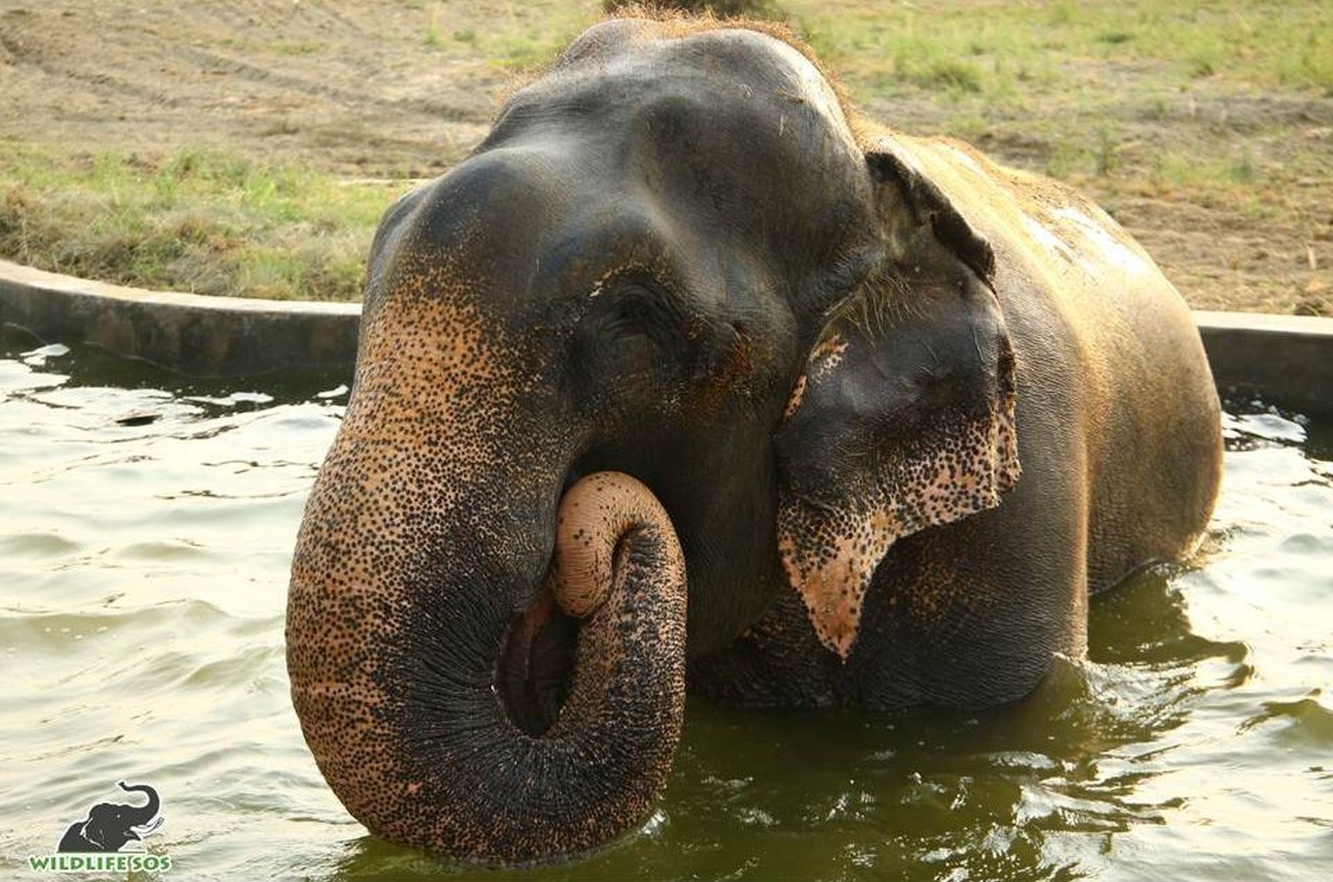 Raju Celebrates Six Glorious Years Of Freedom At Wildlife SOS! - Wildlife  SOS