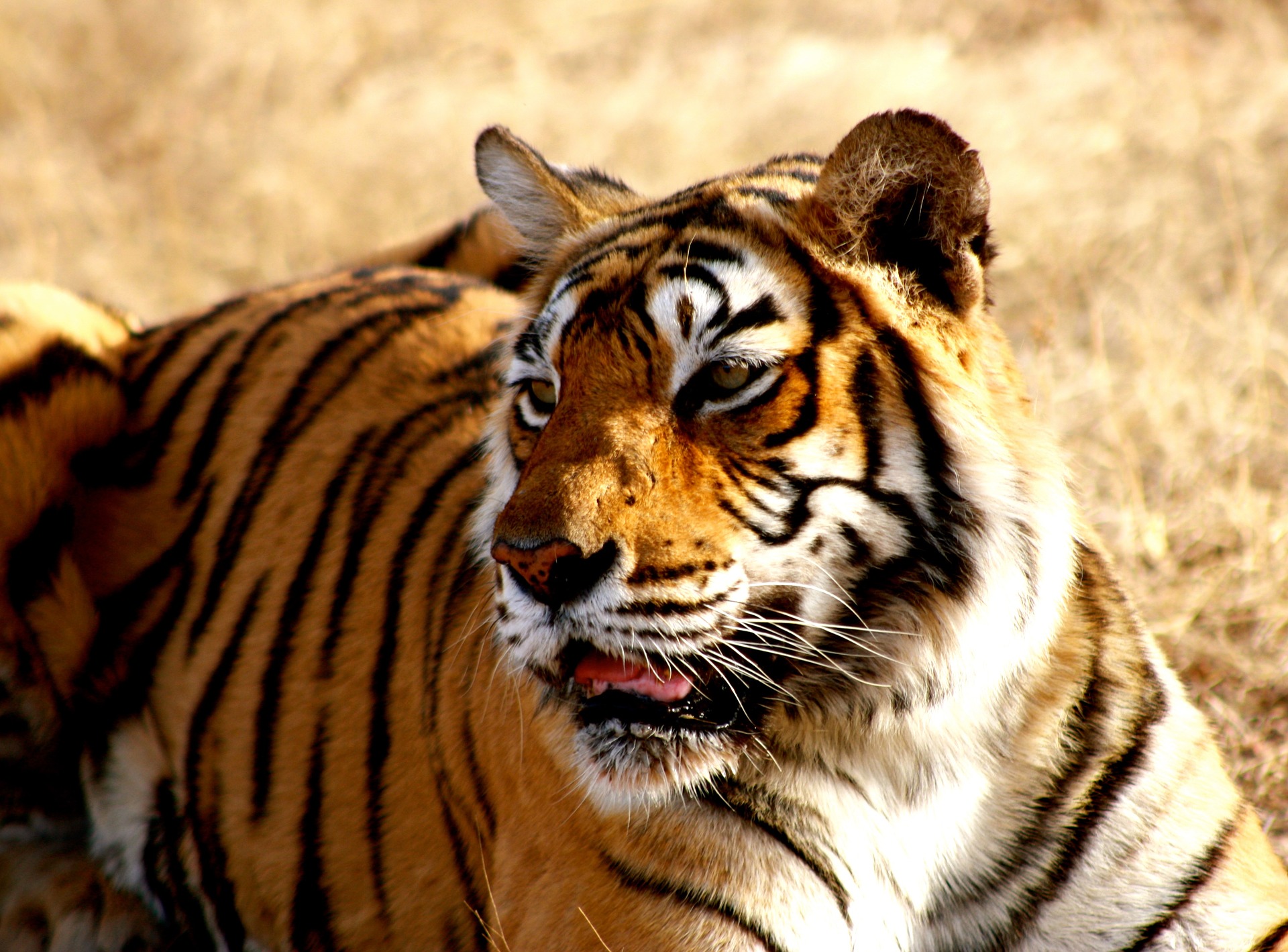 Celebrating The Majestic Beast On International Tiger Day Wildlife SOS