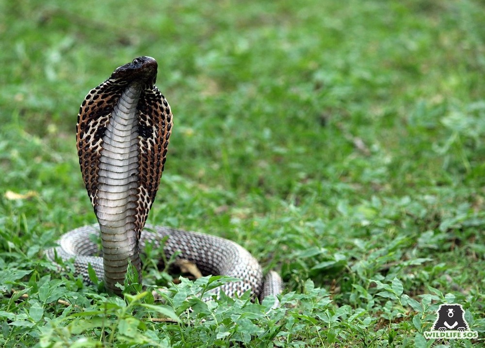 The Strange Snacking Habits Of Snakes! - Wildlife SOS