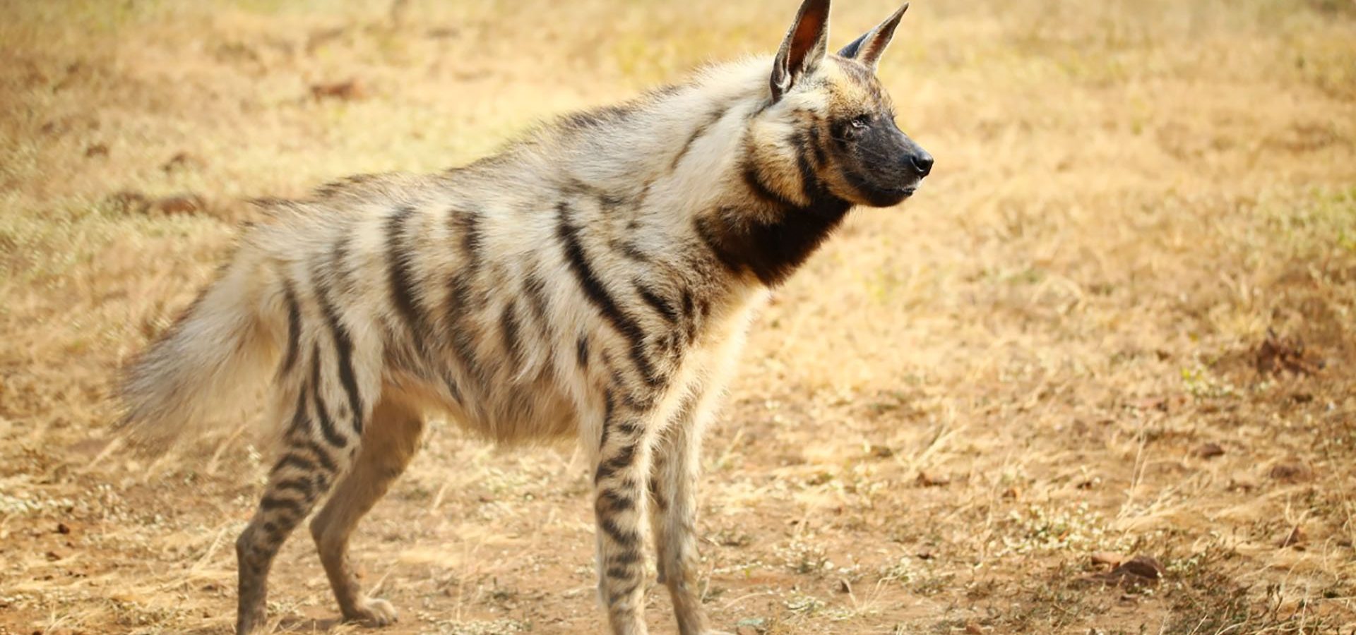 Hyenas Deserve An Image Makeover & Here's Why! - Wildlife SOS