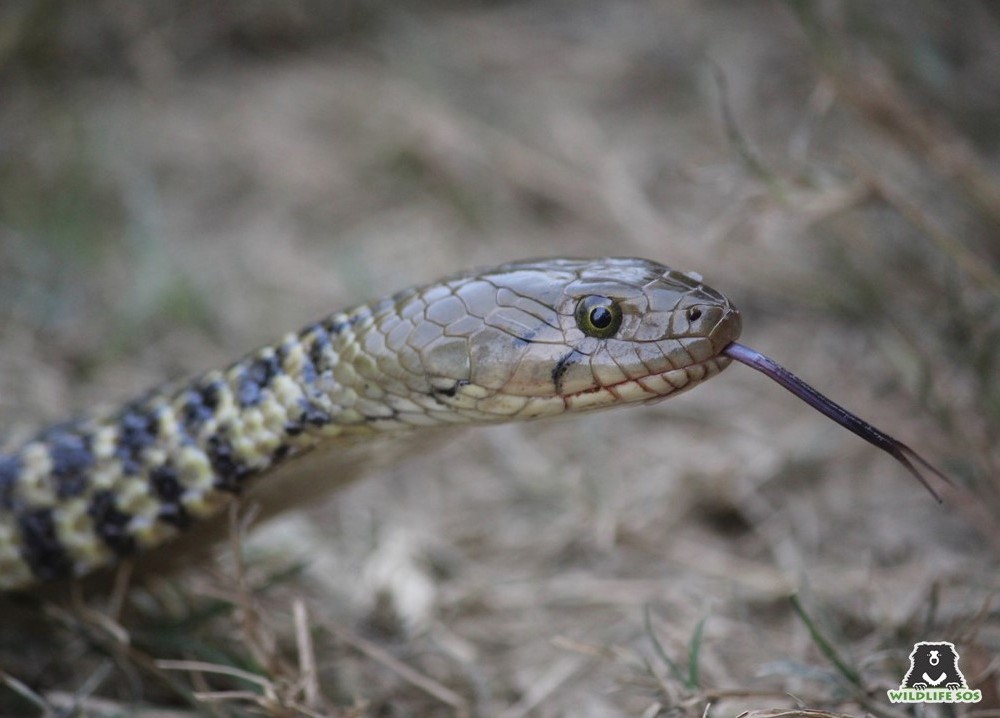 The Strange Snacking Habits Of Snakes! - Wildlife SOS