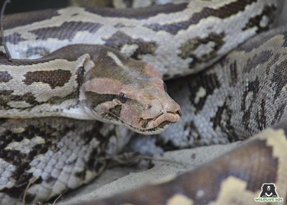 World Snake Day: Debunking Common Myths Surrounding Snakes!