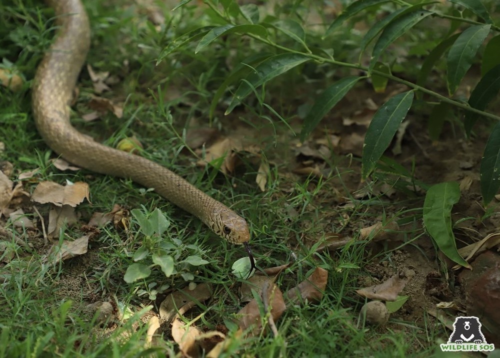 The Strange Snacking Habits Of Snakes! - Wildlife SOS