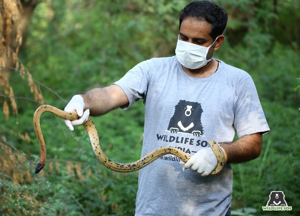 The Strange Snacking Habits Of Snakes! - Wildlife SOS