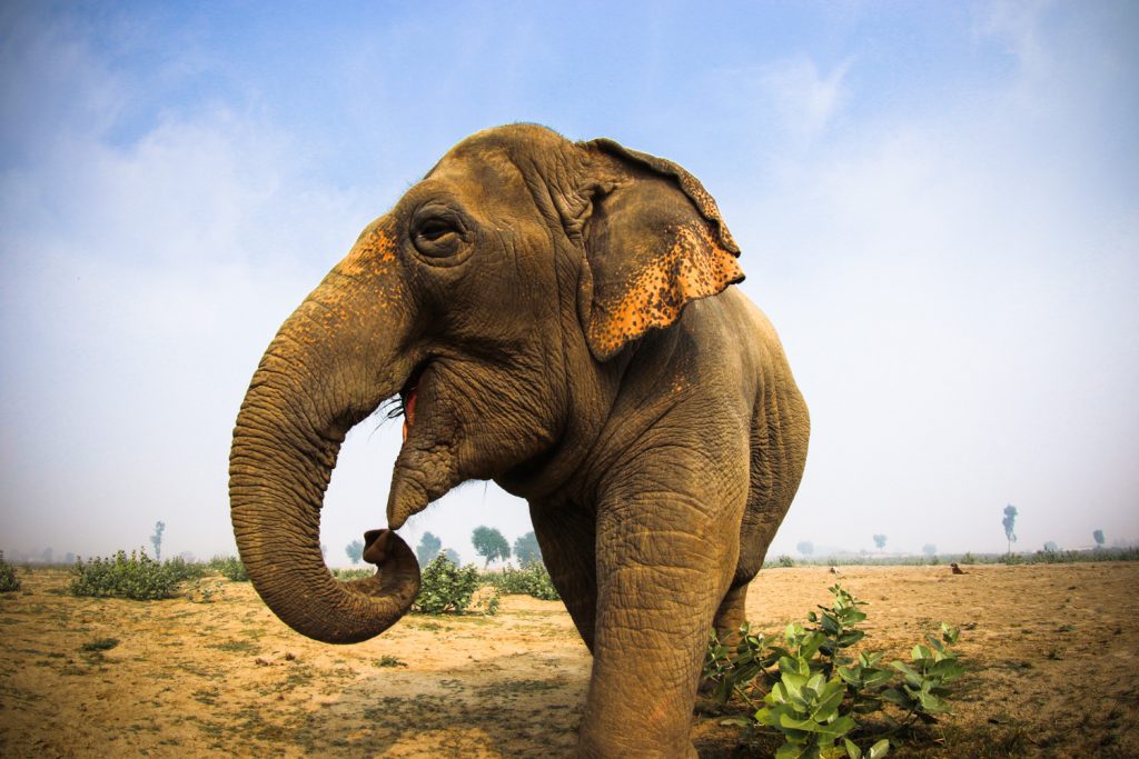 Wildlife SOS Addresses the Elephant in the Room on ‘World Elephant Day