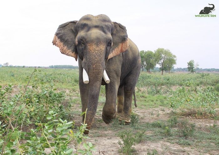 elephant tusk cut